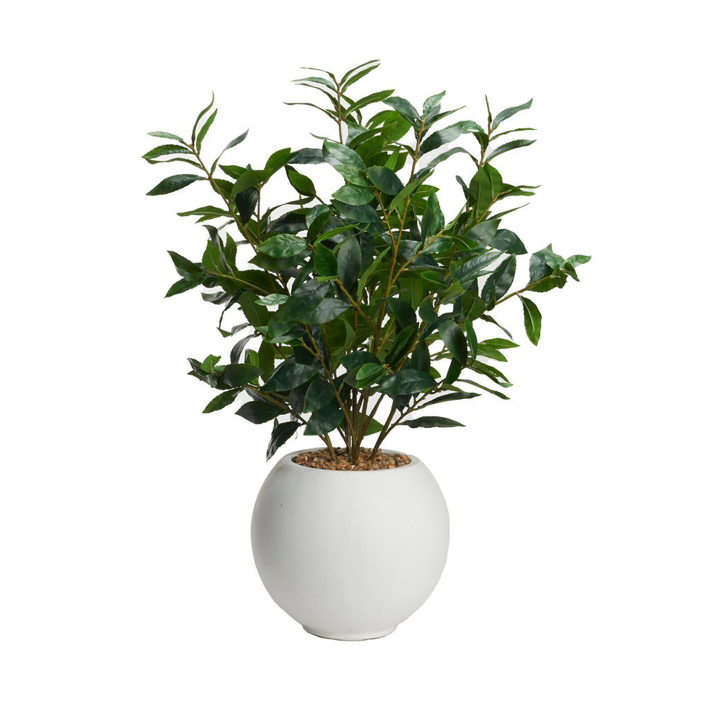 249043 Bay Leaf in a Porter Planter | Main Image