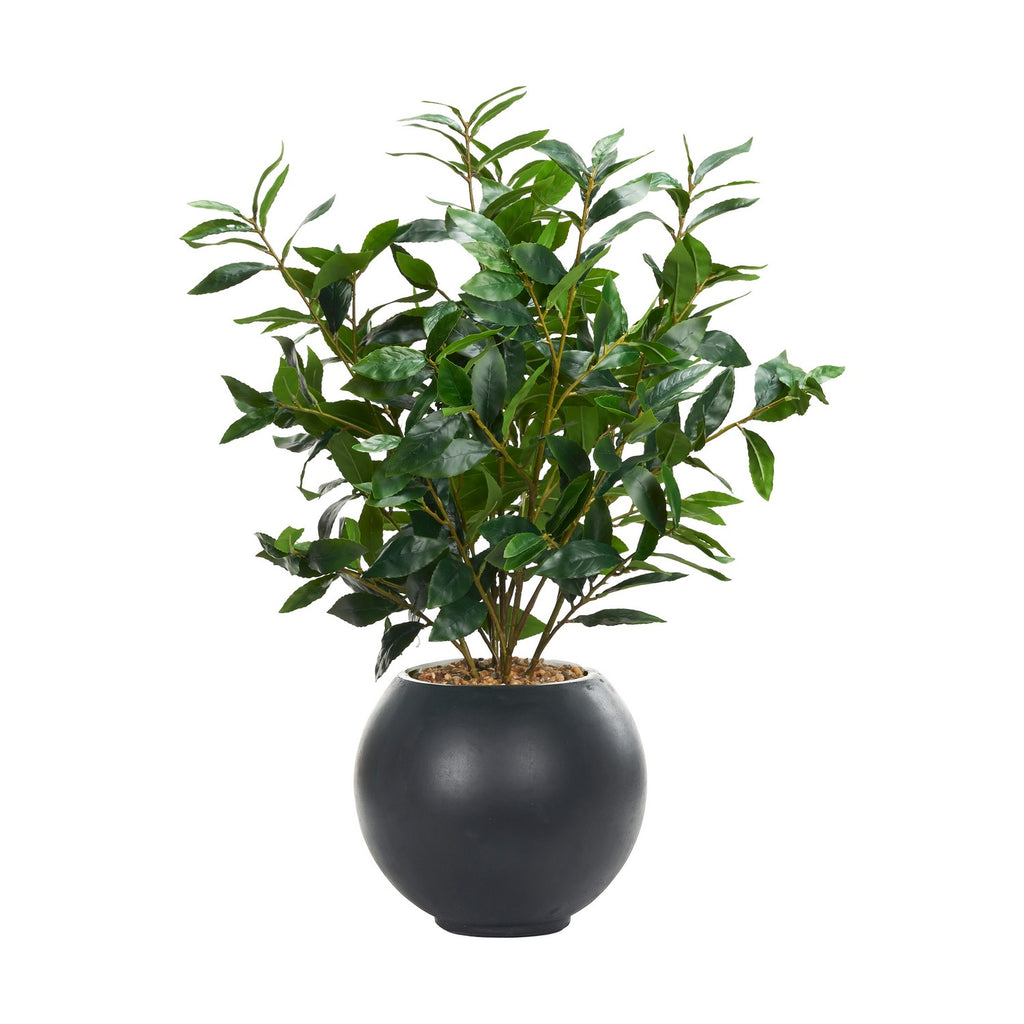 249044 Bay Leaf in a Porter Planter | Main Image