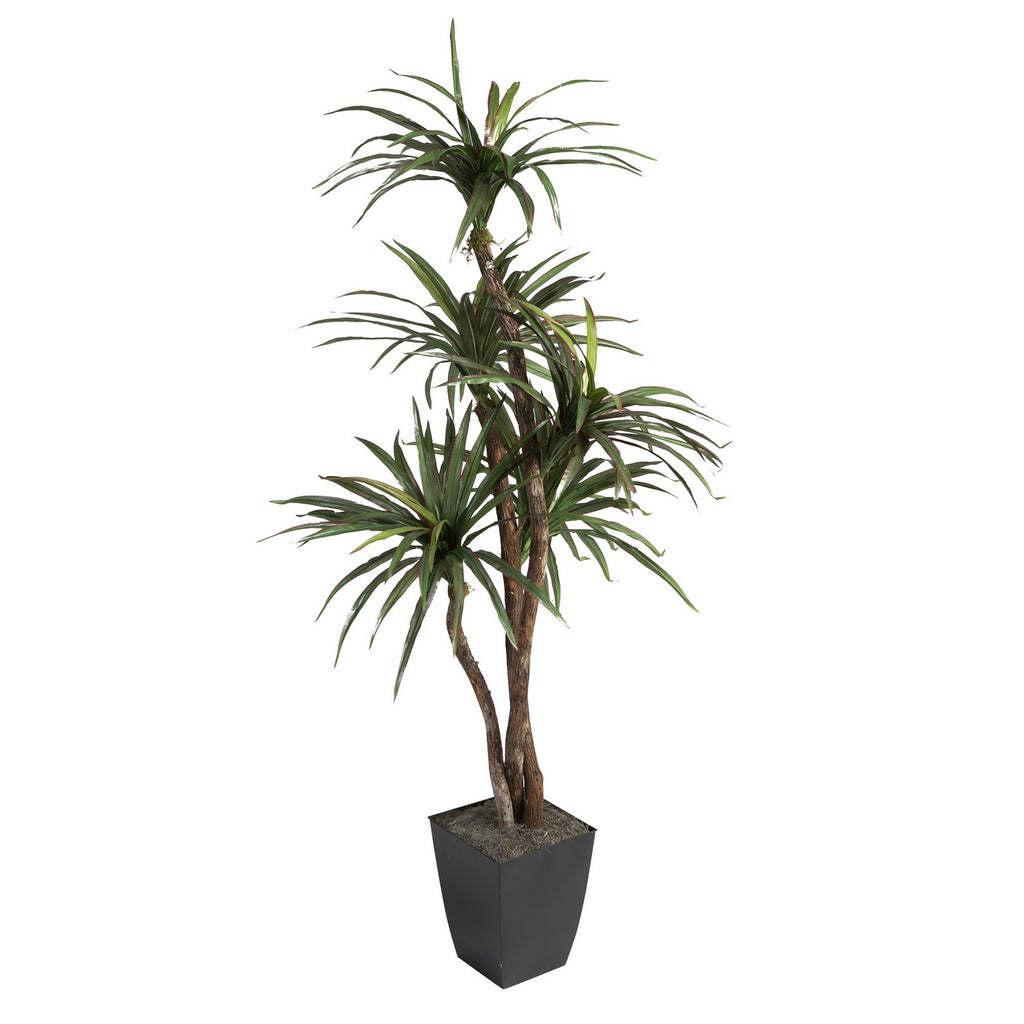 planter dracaena 6' Dracaena Tree in Black Square Metal Planter