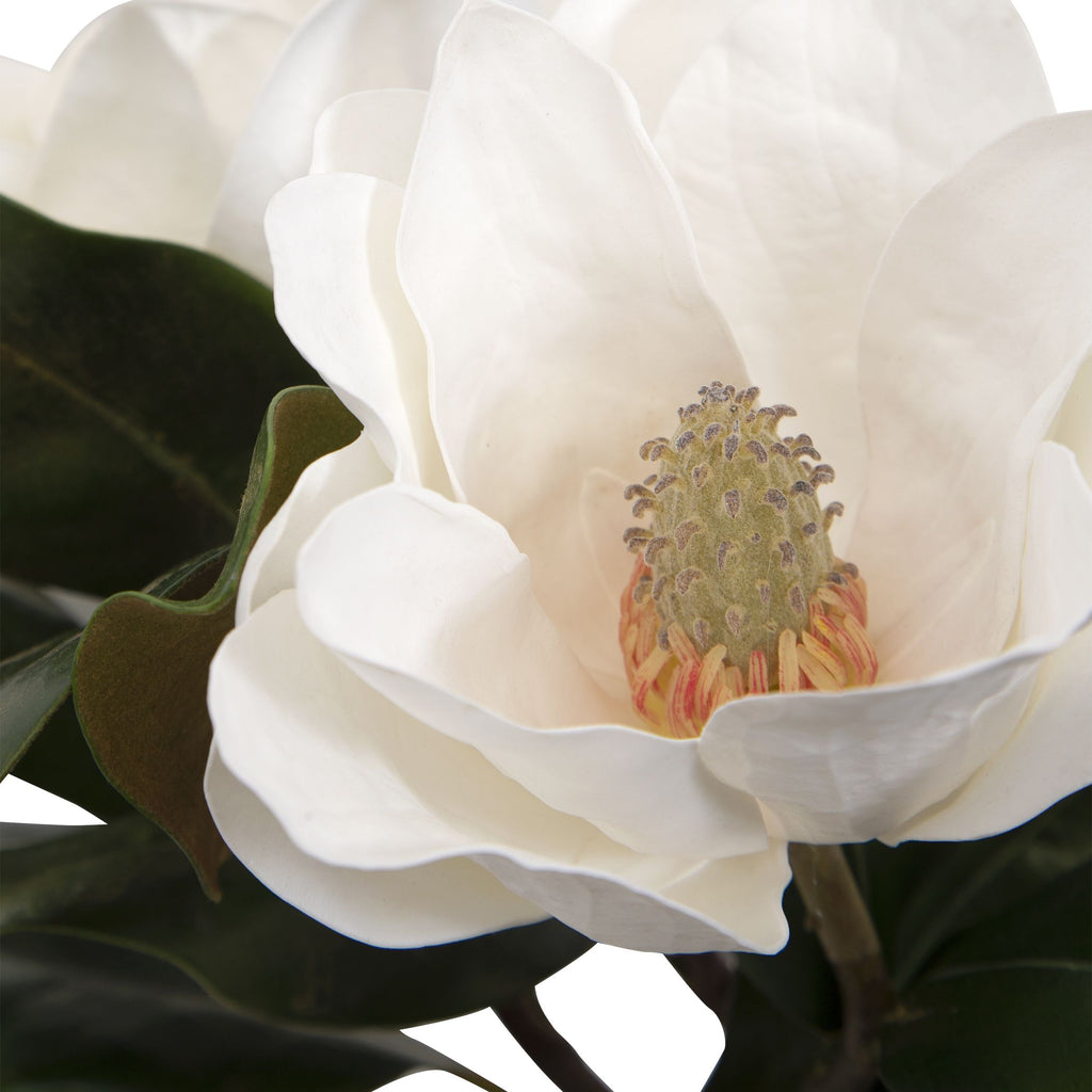 Chic Industrial Florals in Clear Glass Vase with White Magnolia Blooms- Alternate Image