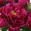 Fuchsia Peony Cuttings in Clear Glass Vase- Alternate Image