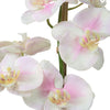 Pink and White Orchid Blooms in Clear Glass Vase | Midcentury Floral Decor- Alternate Image