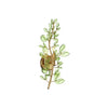 Crystorama Bridget 8.5" Sconce in Soft Gold - Front View