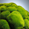 cy-02608 Moss Sphere|Moss Green-LG | Alternate Image