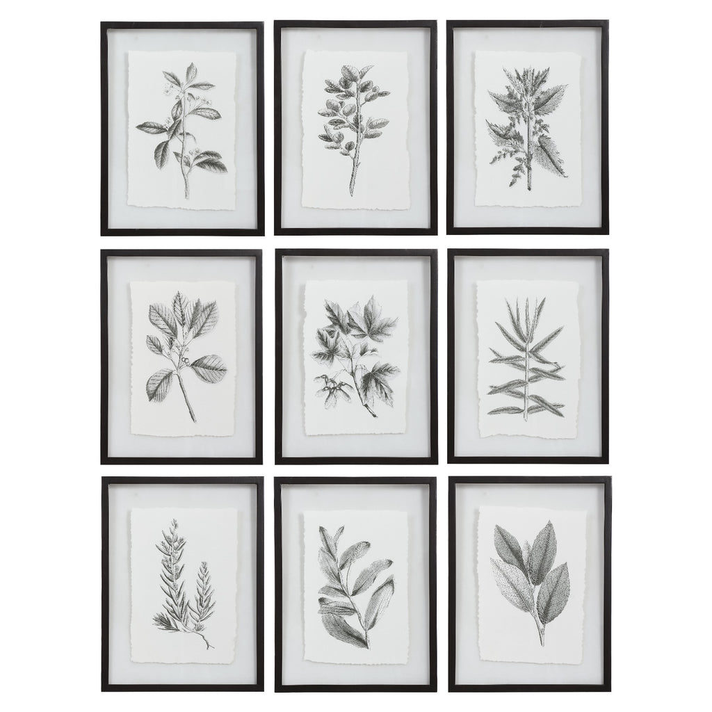 Santa Barbara Botanical Print in Black and White