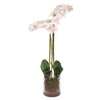 Pink and White Orchid Blooms in Clear Glass Vase | Midcentury Floral Decor