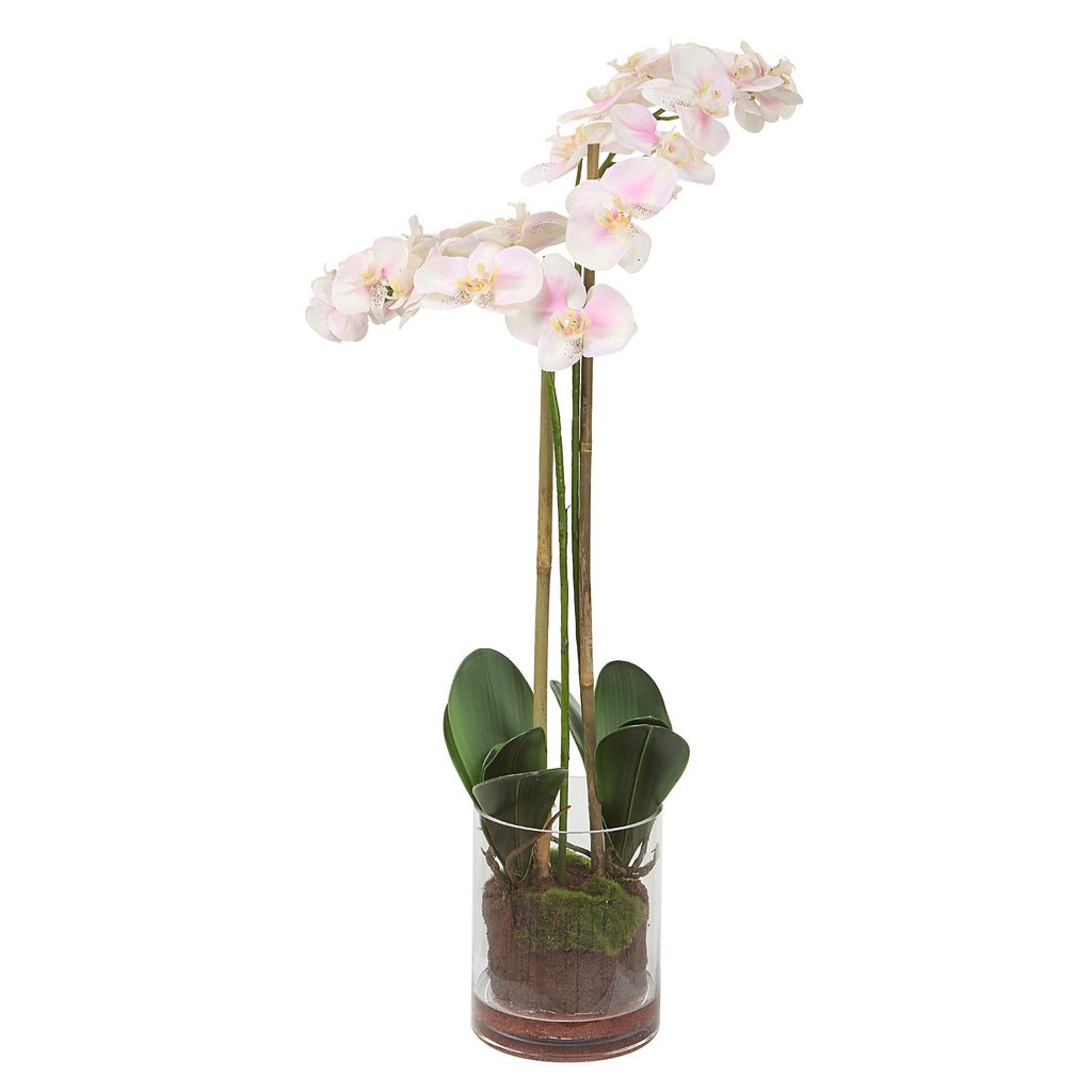 Pink and White Orchid Blooms in Clear Glass Vase | Midcentury Floral Decor
